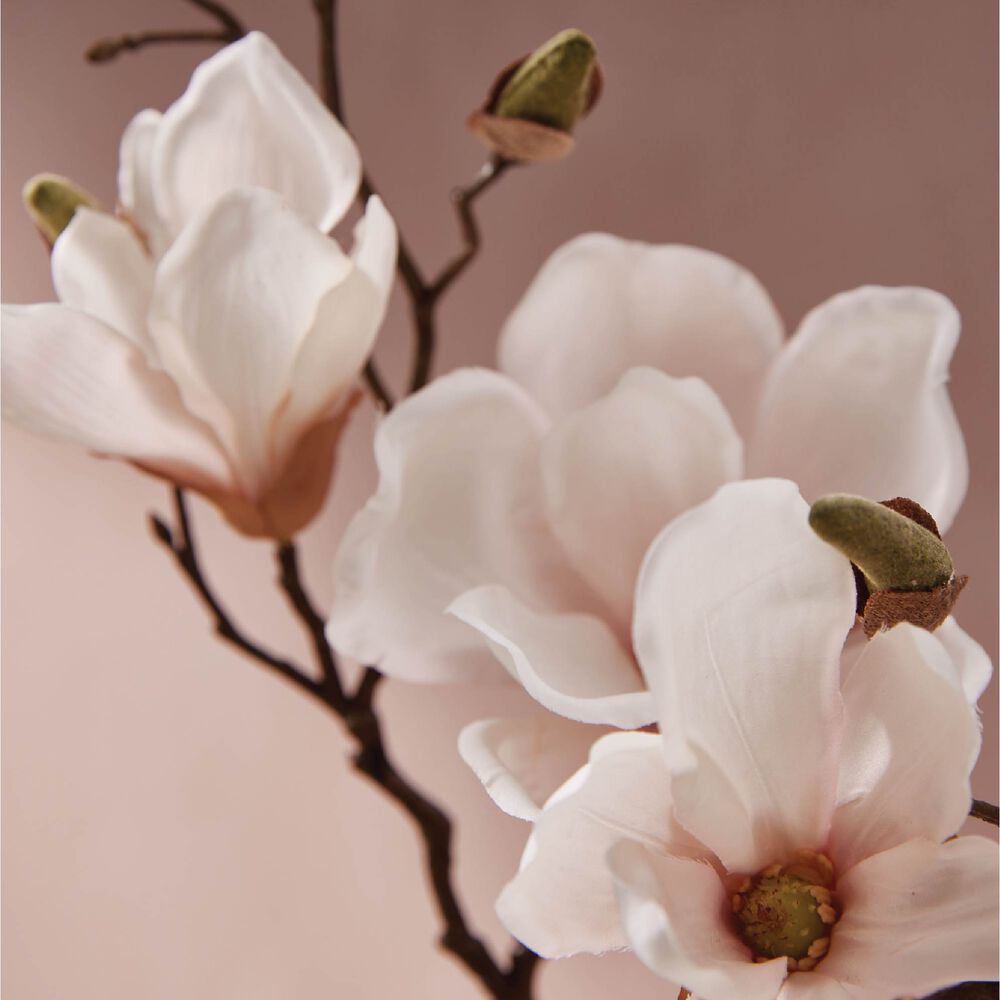 Magnolia Willow flowers image number 2